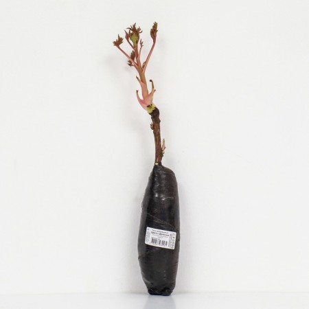 Pion tree peony (vaccinated on grassy) "Dragon flowers", 1 pc, tube, spring 2025-2