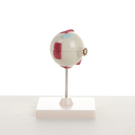 Madame "Eye of a Human" isolate 17*12*12cm-2
