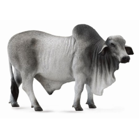 Figure "Bull Brahman", l