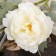 Artificial flowers "Lunar river peony" 12x85 cm, white