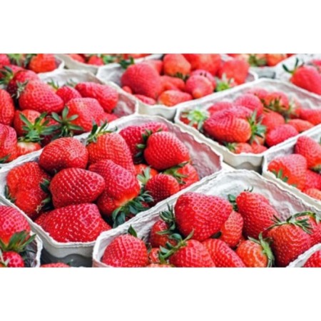 Strawberry Garden Saga, P9 Pot, Summer 2024-1