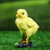 Garden figure "Chickens" 15cm, a set of 4 pcs