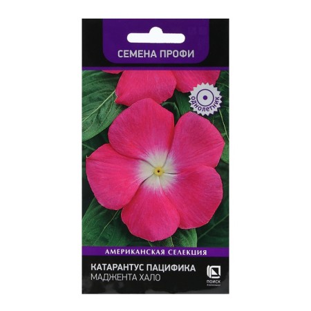 Flowers Catarantus Pacific "Magenta Halo" 10 pcs
