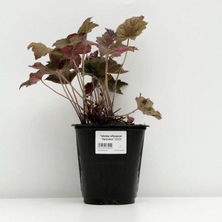 Gabiger Heikher "Kapuchino", pot C3, 1 pc, spring 2024-2