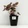 Gabiger Heikher "Kapuchino", pot C3, 1 pc, spring 2024