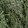 Artificial moss "khaki" 10 g
