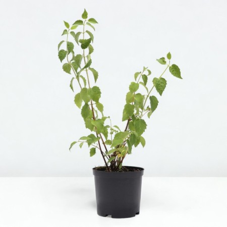 Zhasmin Garden (Monaure) Schneshturm, C2 pot, H10-50 height, 1 pc, summer 2024-1