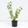 Zhasmin Garden (Monaure) Schneshturm, C2 pot, H10-50 height, 1 pc, summer 2024