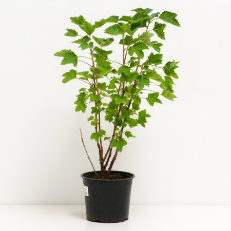 Currant Krasnaya Konstantinovskaya, C2 pot, H20-40 Height, 1 pc, summer 2024-1