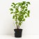 Currant Krasnaya Konstantinovskaya, C2 pot, H20-40 Height, 1 pc, summer 2024