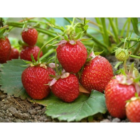 Strawberry Garden rock, p9 pot, 1 pc, summer 2024