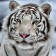 Picture on the subframe "White Tiger" 40*40 cm