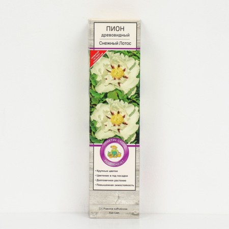 Pion tree peony (vaccinated on grassy) "snow lotus", 1 pc, tube, spring 2025