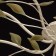 Chandelier "Delight", 10x60W E14, white color, gold