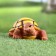 Garden figure "Turtle" 11x14x6cm