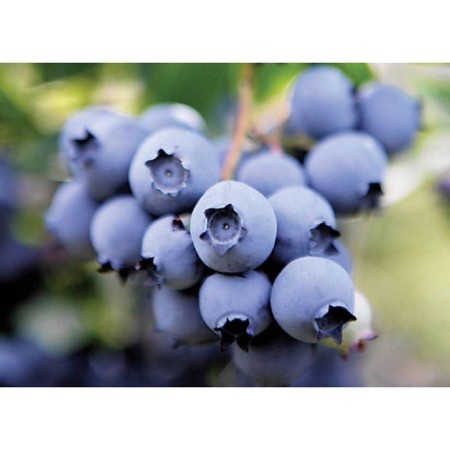 Blueberries tall Nelson, C2 pot, H20-40 Height, 1 pc, summer 2024