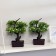 Bonsai "Azorella" 12x28 cm, mix