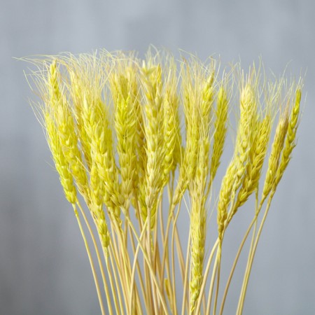 Dry Colossus of wheat, set 50 pcs., Yellow color-1