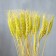 Dry Colossus of wheat, set 50 pcs., Yellow color