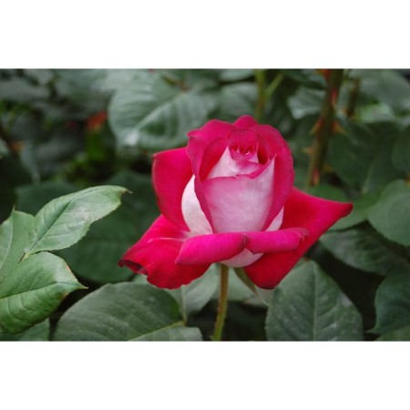 Seedling Rosa Meyan Tea-Hybride "Monica Bellucci", tube, 1 pc, spring 2025