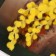 Artificial flowers "mimosa" 65 cm, yellow