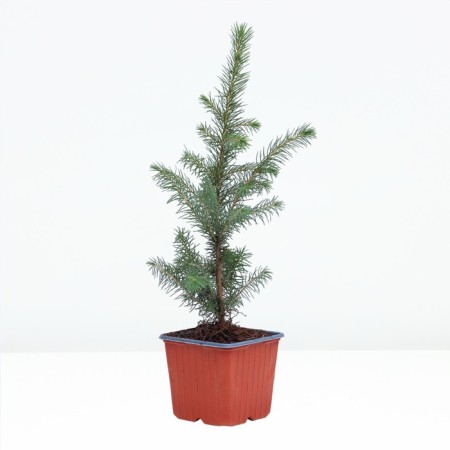 Prickly spruce "Glauka", P9, 1pc, h 3-20 cm, spring 2024