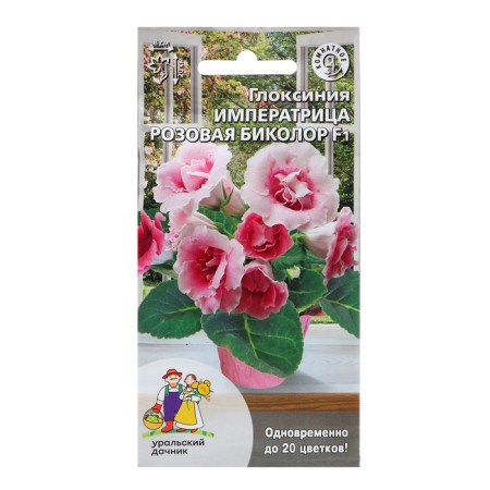 Gloxinia flowers "Empress" Pink Bicolor, 6 pcs,