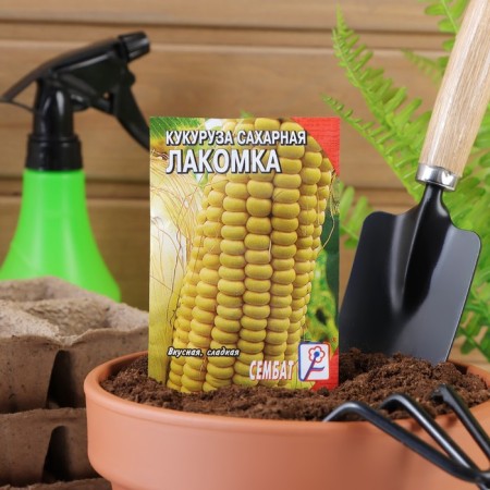 Corn seeds "Glacock", 5 g