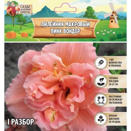 Lilenik "Double Pink Wonder", rr I, 1 pc,-1