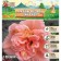 Lilenik "Double Pink Wonder", rr I, 1 pc,