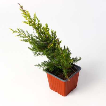 Juniper Middle "Gold Star", P9, 1pc, h 3-20 cm, summer 2024-2