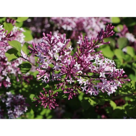 Lilac Meyer Palibin, C2 pot, H10-50 Height, 1 pc, summer 2024