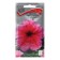 Grandiflora flowers "Daddy Red" 10 pcs