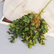 Букет "Пеперомия элит" 32 см, микс