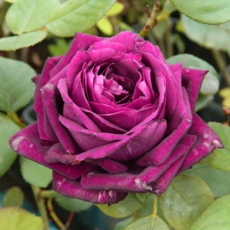 Seedling rose Prince, English, pot 2 l., Summer 2024