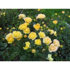 Sahenian Rose 