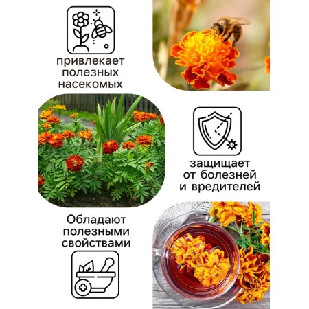 Flower seeds marigolds "Bolero", 0.2 g-2