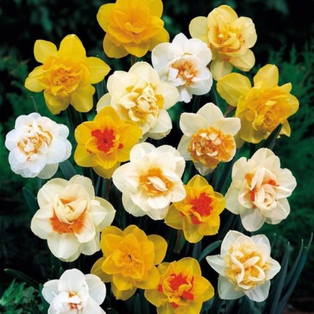 Narcissus Terry Mix, rr 12/14, 2 pcs, economy, autumn 2024-1