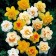 Narcissus Terry Mix, rr 12/14, 2 pcs, economy, autumn 2024