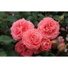 Seedling rose Floribunda 
