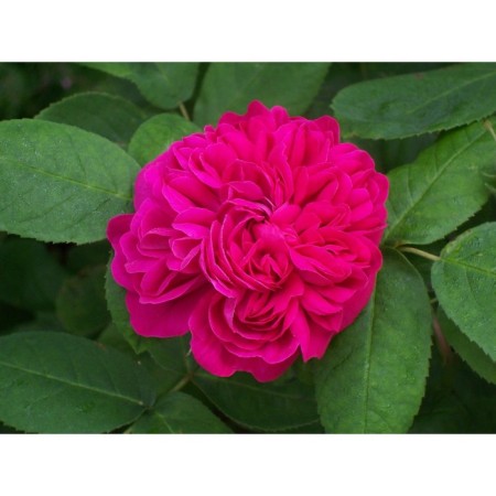 Seedling rose Polyante rose de Raste, 1 pc, spring 2024