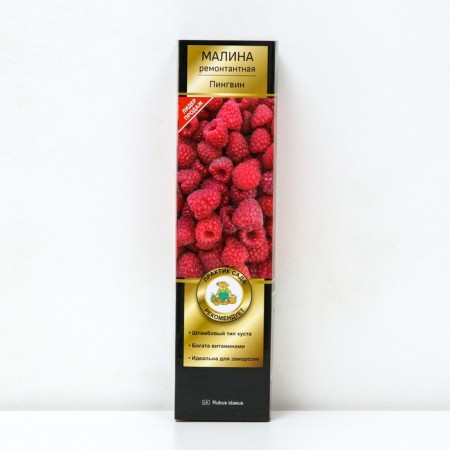 Raspberry repair varieties (bush type) "Penguin" 1 pc, tube, spring 2025
