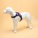 Cluck K7 soft reflective, size XL, OG 74-92 cm, weight 28-47.5 kg, purple