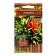 Seeds of shrub picanto, 5pcs
