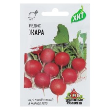 Seeds Radis 