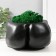 Concrete Kashpo "Dignity" with moss height 10 cm, width 17 cm black (moss green stabil)