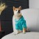 CHAMPION Sweatshirt for Dogs (Futter), Size L (DS 30, Osh 38-40, OG 52-56), Blue