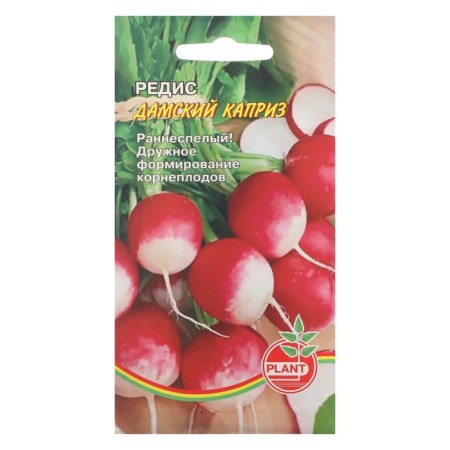 Seeds Radis "Ladies Caprice", 1 g