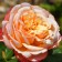Floribunda Rosa Floribunda "Amaltei", 1 pc, spring 2024