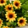 Bouquet "Sunflower Gallery" 3x30 cm, yellow